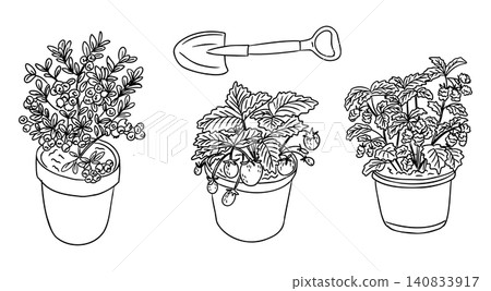 Three illustrated potted plants featuring strawberries, herbs, and tomatoes with a small gardening shovel placed above the pots in a simple black and white design Three illustrated potted plants featuring strawberries, herbs, and tomatoes with a small gardening shovel placed above the pots in a simple black and white design 140833917