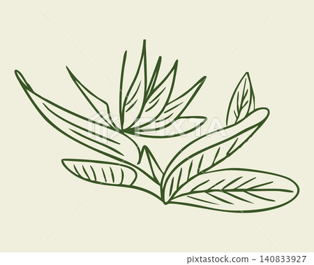 Line art illustration of a green plant with elongated leaves and pointed tips on a light beige background, showcasing botanical design elements and natural aesthetics 140833927