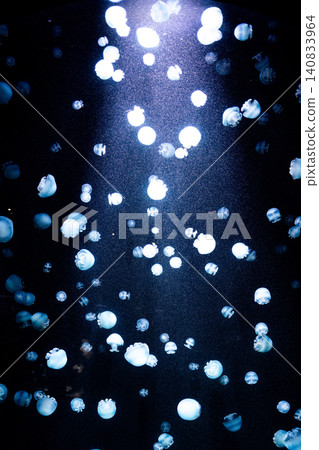 Cannonball jellyfish gather around the light, creating a mystical and calming atmosphere in the aquarium. Cannonball jellyfish gather around the light, creating a mystical and calming atmosphere in the aquarium. 140833964