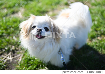 Laughing dog Laughing dog 140834009