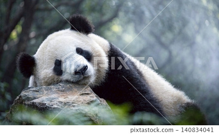 Realistic Adorable giant panda bear sleeping on rock Realistic Adorable giant panda bear sleeping on rock 140834041