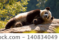 Realistic Adorable giant panda bear sleeping on rock 140834049