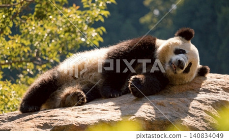 Realistic Adorable giant panda bear sleeping on rock Realistic Adorable giant panda bear sleeping on rock 140834049