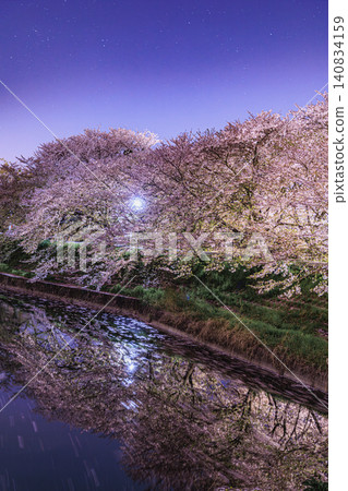 A mystical carpet of cherry blossoms and the flowing patterns of petals spread across a quiet riverside that evokes a sense of nostalgia. A mystical carpet of cherry blossoms and the flowing patterns of petals spread across a quiet riverside that evokes a sense of nostalgia. 140834159