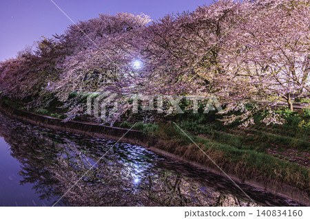 The delicate and ephemeral beauty of a Japanese spring night by the water, created by the workings of nature. The delicate and ephemeral beauty of a Japanese spring night by the water, created by the workings of nature. 140834160