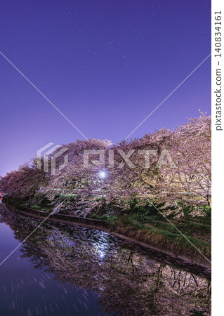 A night scene of cherry blossoms in full bloom illuminated in the dark night, with fantastical trails of light flowing across the calm surface of the water. A night scene of cherry blossoms in full bloom illuminated in the dark night, with fantastical trails of light flowing across the calm surface of the water. 140834161