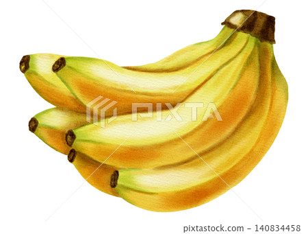 Watercolor illustration depicting a bunch of ripe yellow bananas on a white background. Botanical art for food packaging, fabrics, wallpaper, kitchen decor, and cafe menus. Watercolor illustration depicting a bunch of ripe yellow bananas on a white background. Botanical art for food packaging, fabrics, wallpaper, kitchen decor, and cafe menus. 140834458