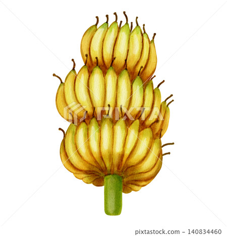 Watercolor painting of a large tropical banana cluster on a stem. Botanical painting for food packaging, fabric, wallpaper, and kitchen decor, cafe menu Watercolor painting of a large tropical banana cluster on a stem. Botanical painting for food packaging, fabric, wallpaper, and kitchen decor, cafe menu 140834460
