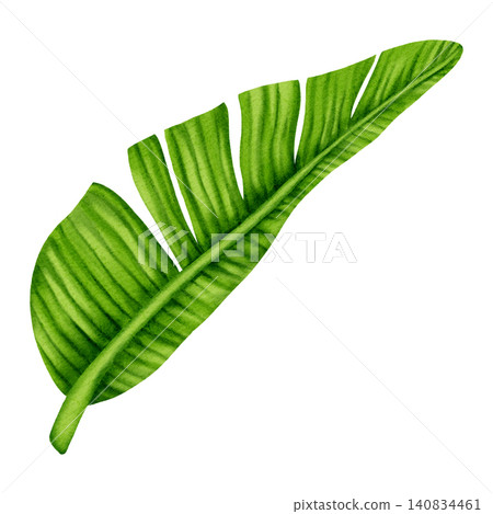 Watercolor illustration banana leaf. Detailed tropical green foliage hand painted for wedding invitations, trendy textile prints, wallpaper and botanical wall art. Watercolor illustration banana leaf. Detailed tropical green foliage hand painted for wedding invitations, trendy textile prints, wallpaper and botanical wall art. 140834461
