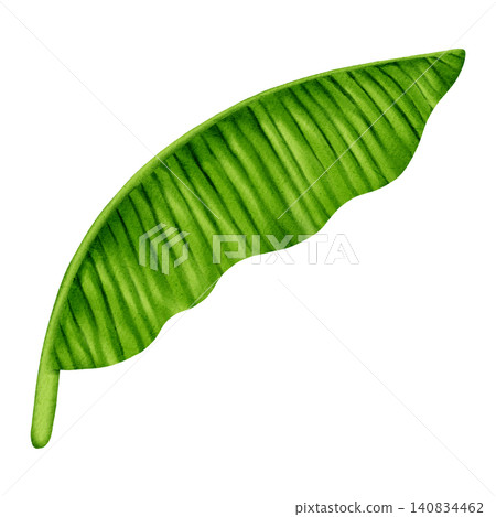 Watercolor illustration banana leaf. Detailed tropical green foliage hand painted for wedding invitations, trendy textile prints, wallpaper and botanical wall art. Watercolor illustration banana leaf. Detailed tropical green foliage hand painted for wedding invitations, trendy textile prints, wallpaper and botanical wall art. 140834462
