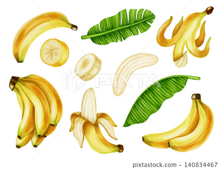 Watercolor illustration set of yellow banana clusters and lush green tropical leaves. Botanical art for food packaging, fabrics, wallpaper, kitchen decor, and cafe menus. Watercolor illustration set of yellow banana clusters and lush green tropical leaves. Botanical art for food packaging, fabrics, wallpaper, kitchen decor, and cafe menus. 140834467