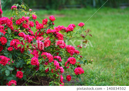 Colorful rose bush with red blooming flowers in lush summer garden landscape background Colorful rose bush with red blooming flowers in lush summer garden landscape background 140834502
