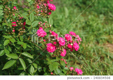 Branch of soft pink rose flowers blooming in garden with green leaves and natural background 140834508
