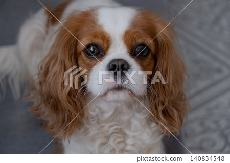 Cavalier King Charles Spaniel Blenheim. Close-up portrait of a cute puppy. Face og the dog on grey background. Cavalier King Charles Spaniel Blenheim. Close-up portrait of a cute puppy. Face og the dog on grey background. 140834548
