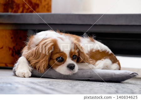Cavalier King Charles Spaniel Blenheim. Close-up portrait of a cute puppy. Face og the dog on grey background. Cavalier King Charles Spaniel Blenheim. Close-up portrait of a cute puppy. Face og the dog on grey background. 140834625
