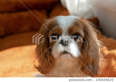Cavalier King Charles Spaniel Blenheim. Close-up portrait of a cute puppy. Face og the dog on grey background. Cavalier King Charles Spaniel Blenheim. Close-up portrait of a cute puppy. Face og the dog on grey background. 140834629