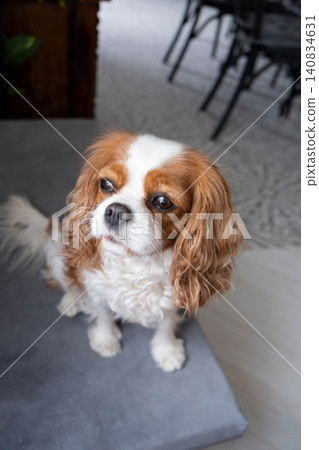 Cavalier King Charles Spaniel Blenheim. Close-up portrait of a cute puppy. Face og the dog on grey background. Cavalier King Charles Spaniel Blenheim. Close-up portrait of a cute puppy. Face og the dog on grey background. 140834631