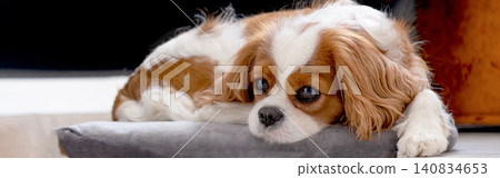 Cavalier King Charles Spaniel Blenheim. Banner. Close-up portrait of a cute puppy. Face og the dog on grey background. Cavalier King Charles Spaniel Blenheim. Banner. Close-up portrait of a cute puppy. Face og the dog on grey background. 140834653