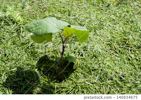 Mulching topsoil on eggplant vegetable bed with mowed grass for biohumus production. Prevents soil erosion 140834675
