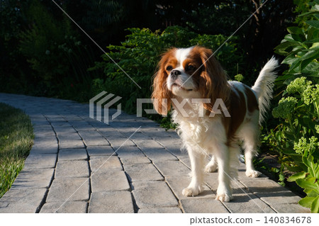 Close-up portrait of cute King Charles Spaniel dog, Blenheim, on a cobblestone path in a summer garden 140834678