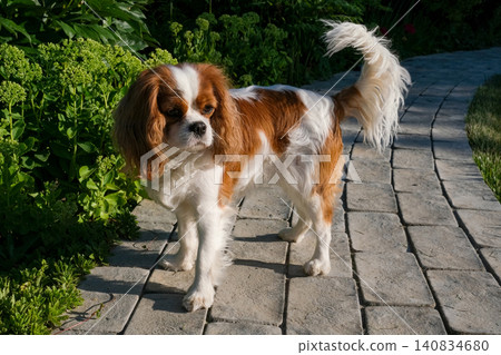 Close-up portrait of cute King Charles Spaniel dog, Blenheim, on a cobblestone path in a summer garden Close-up portrait of cute King Charles Spaniel dog, Blenheim, on a cobblestone path in a summer garden 140834680