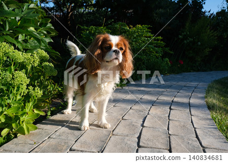 Close-up portrait of cute King Charles Spaniel dog, Blenheim, on a cobblestone path in a summer garden 140834681