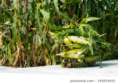 Busket with Freshly picked sweet corn in the garden. Whole corn Organic farm produce for healthy summer meals. Busket with Freshly picked sweet corn in the garden. Whole corn Organic farm produce for healthy summer meals. 140834693