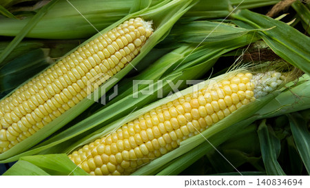 Fresh sweet corn cobs on rustic wood. Whole corn with bright yellow kernels. Organic farm produce for healthy meals 140834694