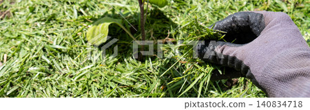Mulching topsoil on eggplant vegetable bed with mowed grass for biohumus production. Prevents soil erosion, banner 140834718