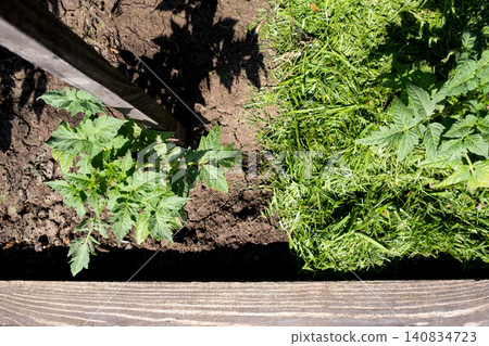 Mulching topsoil on tomato vegetable bed with mowed grass for biohumus production. Prevents soil erosion 140834723
