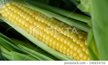 Fresh sweet corn cobs on rustic wood. Whole corn with bright yellow kernels. Organic farm produce for healthy meals 140834730