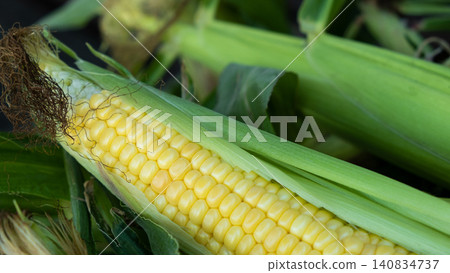 Fresh sweet corn cobs on rustic wood. Whole corn with bright yellow kernels. Organic farm produce for healthy meals 140834737
