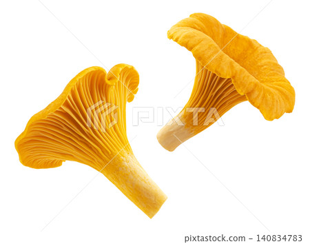 Fresh chanterelle mushrooms isolated on white background with clipping path Fresh chanterelle mushrooms isolated on white background with clipping path 140834783