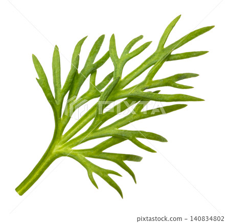 Dill herb fresh green sprig isolated on white background with clipping path 140834802