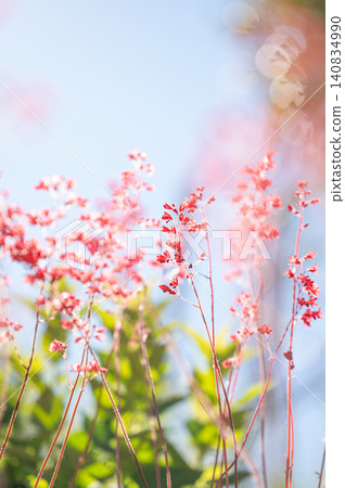 Delicate pink bell-shaped flowers sparkle in the sun, creating a dreamy bokeh effect. Delicate pink bell-shaped flowers sparkle in the sun, creating a dreamy bokeh effect. 140834990