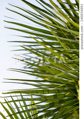 Tropical palm leaves in bright sunlight against clear blue sky background Tropical palm leaves in bright sunlight against clear blue sky background 140834991