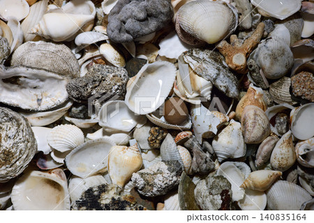 close view of empty shells of different sizes, without people close view of empty shells of different sizes, without people 140835164