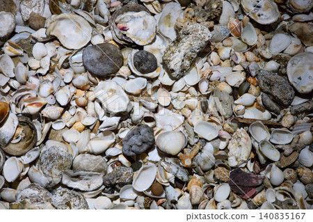 close view of empty shells of different sizes, without people close view of empty shells of different sizes, without people 140835167