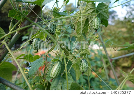 Cucamelon fruit growing on a vine in a garden Cucamelon fruit growing on a vine in a garden 140835277