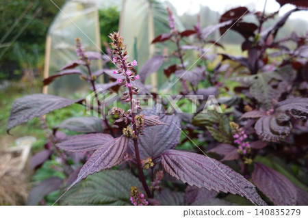 Purple shiso plant blooming in an organic garden Purple shiso plant blooming in an organic garden 140835279