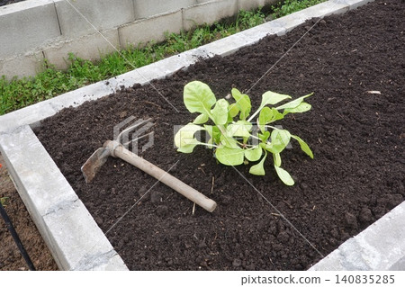 Planting fresh swiss chard in a garden bed Planting fresh swiss chard in a garden bed 140835285