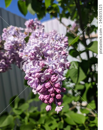 Lilac flowers on the bushes. Lilac flowers on the bushes. 140835325