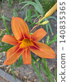 Hemerocallis fulva beautiful pink flower in the garden 140835365