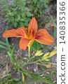 Hemerocallis fulva beautiful pink flower in the garden 140835366