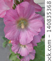Alcea rosea - Ordinary hollyhock in a park in cologne in summer 140835368