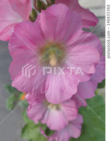 Alcea rosea - Ordinary hollyhock in a park in cologne in summer Alcea rosea - Ordinary hollyhock in a park in cologne in summer 140835368