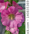 Alcea rosea - Ordinary hollyhock in a park in cologne in summer 140835369