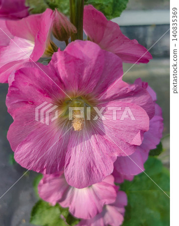 Alcea rosea - Ordinary hollyhock in a park in cologne in summer 140835369
