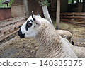 Kerry Hill is a highly productive meat and wool sheep breed. 140835375
