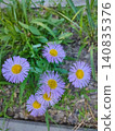 A bee on a flower of Erigeron speciosus. A variety of daisy, probably the blue variety 140835376